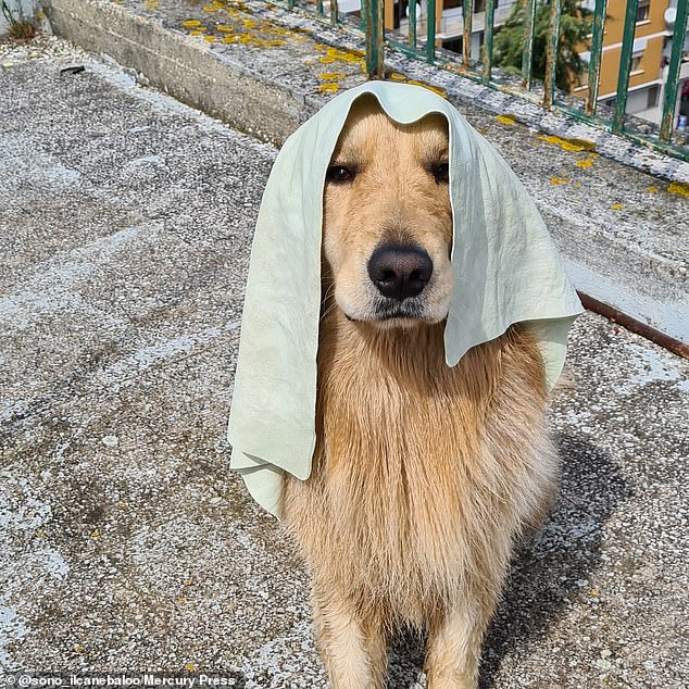 Drying off after a ruff day at sea! Being a lifeguard is hard work for Baloo, his owners said, but insists it's a 'very rewarding' job