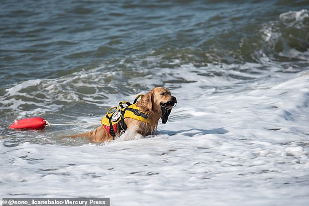Baloo has been training in water since he was a puppy, because his owner is a lifeguard