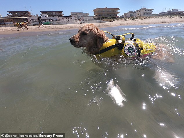 Dogs are equipped with life jackets, which act as a harness for people to grab onto, before swimming back to safety