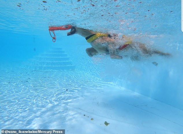 Baloo in training in the pool: He has leared how to observe and help swimmers stay safe, both on the beach and at indoor pools