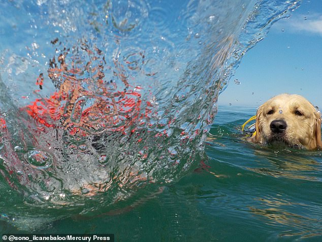 Making a splash: Baloo, pictured in the sea with his owner, helps the lifeguard intervene to resuce swimmers in dangerous situations