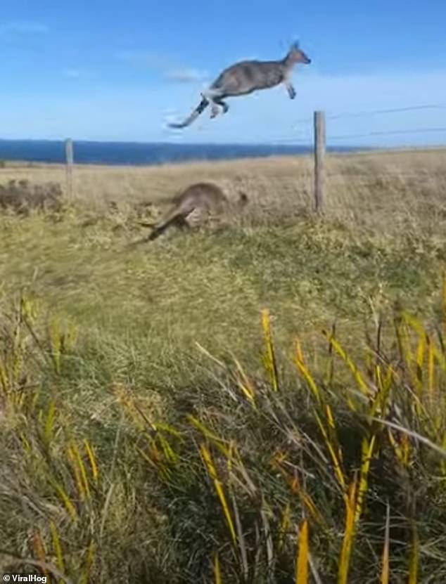 The bank manager hid in nearby bushes, with the kangaroos (pictured) just metres away