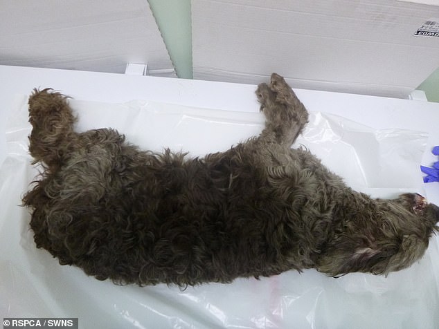 Bonzo (above) had a broken body and injuries that investigating officers described as 'some of the worst ever seen'