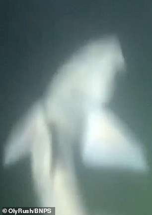 The plasterer claims dozens of smooth hound sharks, which are common to UK waters and can grow to 4ft in length, circled him for 15 minutes - and even nibbled at his hands and feet, which were not covered by a wet suit