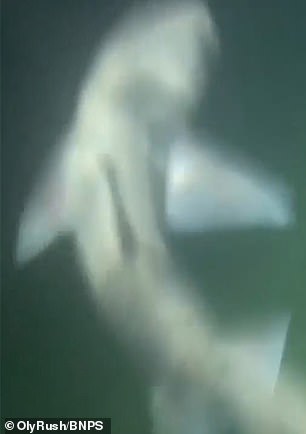 The plasterer claims dozens of smooth hound sharks, which are common to UK waters and can grow to 4ft in length, circled him for 15 minutes - and even nibbled at his hands and feet, which were not covered by a wet suit