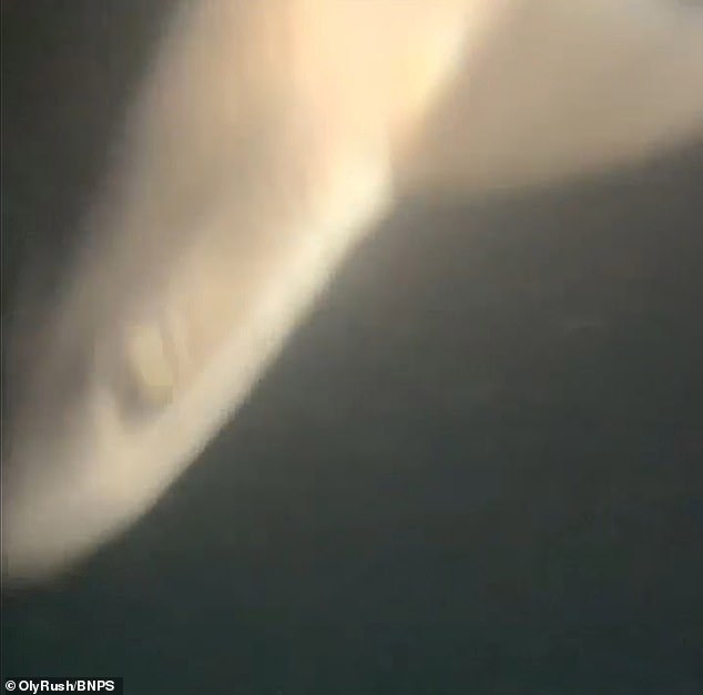 A swimmer said he was circled by up to 50 sharks in the sea off Dorset while training for his record-breaking bid for the fastest swim around the Isle of Wight