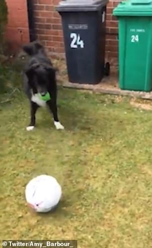 Postman Davie Barbour, 50, was delivering letters when he came across the fun-loving dog who challenged him to a match
