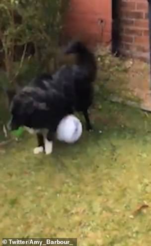Postman Davie Barbour, 50, was delivering letters when he came across the fun-loving dog who challenged him to a match