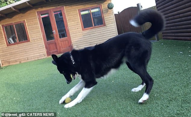 Mr Gilbert was especially impressed by his dog's strong right paw as well as well as his passing skills