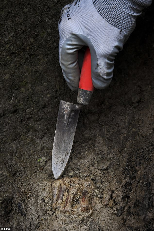 Archaeologists believe the man was between 40 to 45 years old and may have been a fugitive who escaped from a docked ship in search of cover from the scorching magma, ash and toxic gas