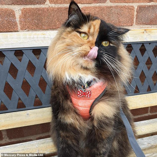 Jane has revealed fans of the feline have even been sending Luna gifts. Jane admitted she used to be a dog person, but was converted when she laid eyes on Luna as a kitten