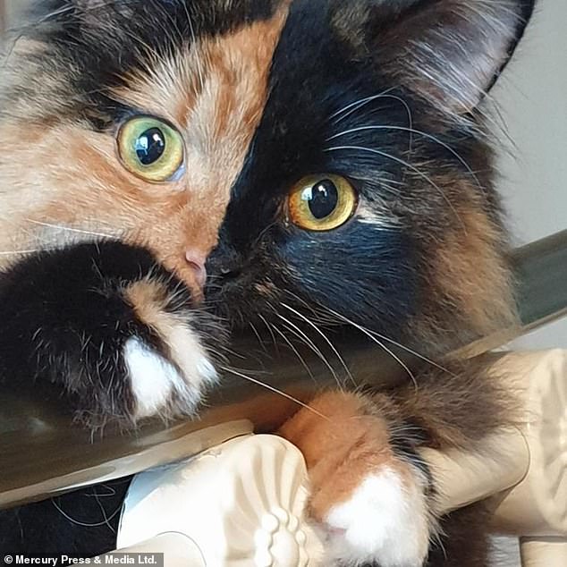 Luna's striking fur, which is half black and half ginger, pictured, stops people in their track when she goes out with Jane