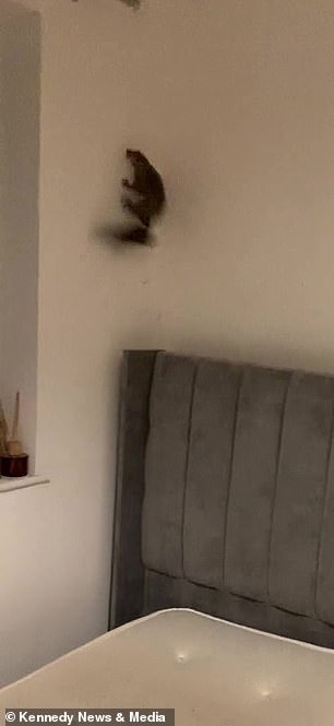 The squirrel jumps up from behind the bed