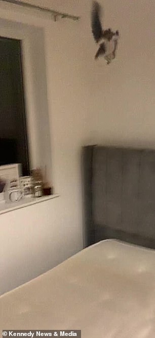 It leaps up to the ceiling