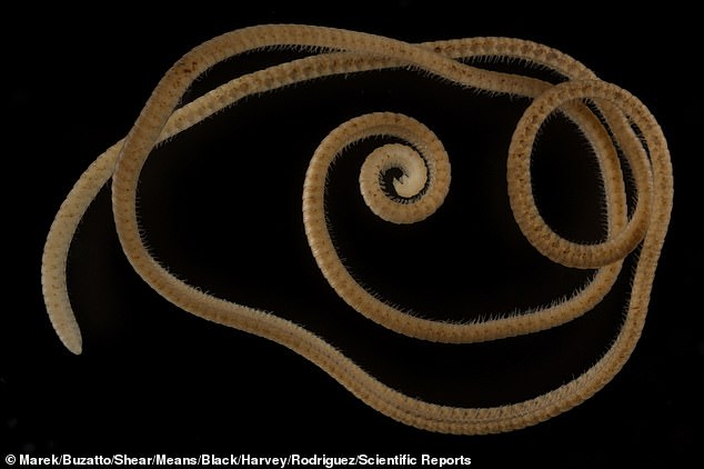 A female Eumillipes persephone with 330 segments and 1,306 legs. Eumillipes persephone is the first 'true' millipede. Before now, no millipede had ever been found with more than 750 legs