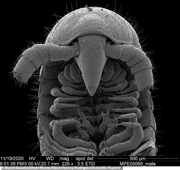 This animal has 330 segments, a cone-shaped head with enormous antennae, and a beak for feeding (pictured)