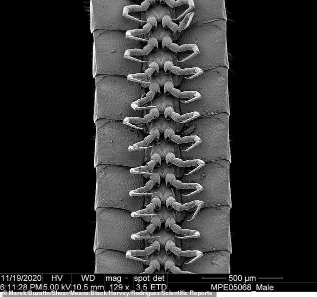 A dorsal view of head and ventral view of gonopods of a male Eumillipes persephone millipede