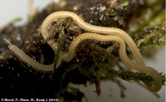 Illacme plenipes (pictured) was reported in 2012. Females have up to 750 legs, outclassing the males who only have a maximum leg count of 562