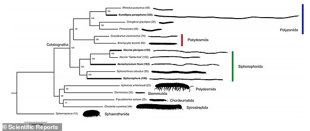 Super-elongation in millipedes - defined as more than 180 segments - is well known from the order Siphonophorida, including Illacme plenipes with 192 segments and 750 legs.In this graphic from the paper, Eumillipes persephone is compared with other species