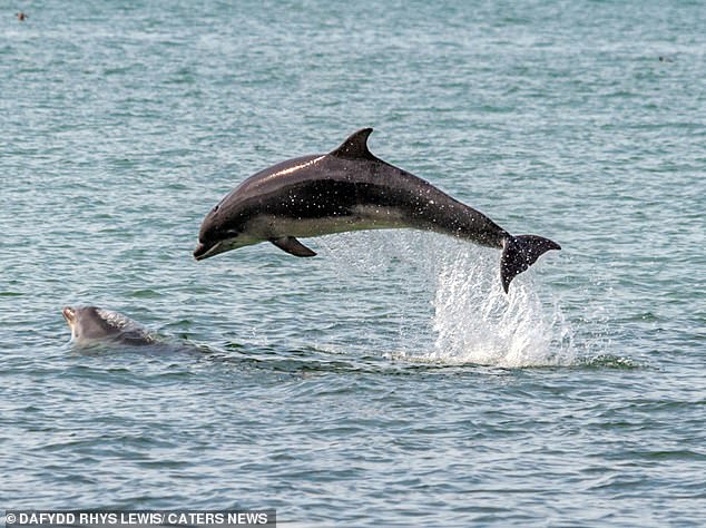The dolphins jumped in and out of the water playfully with the jellyfish