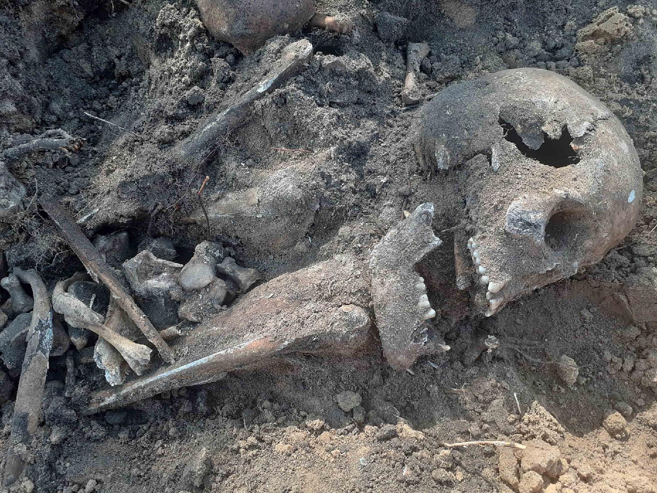 Only teeth have managed to remain intact