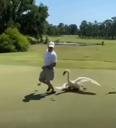 The beast chased the man around the green after he sank a putt